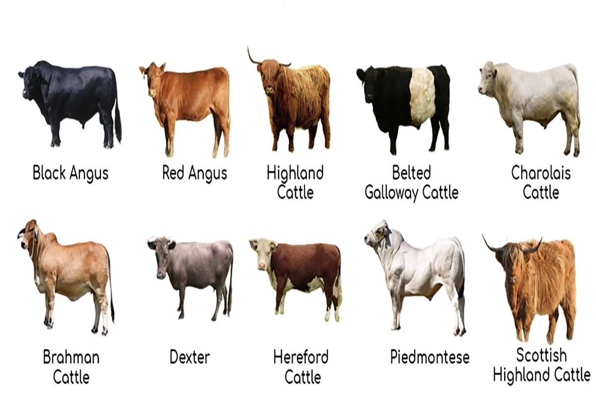 breeds