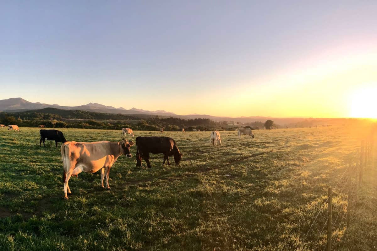 free range cows raised humanely