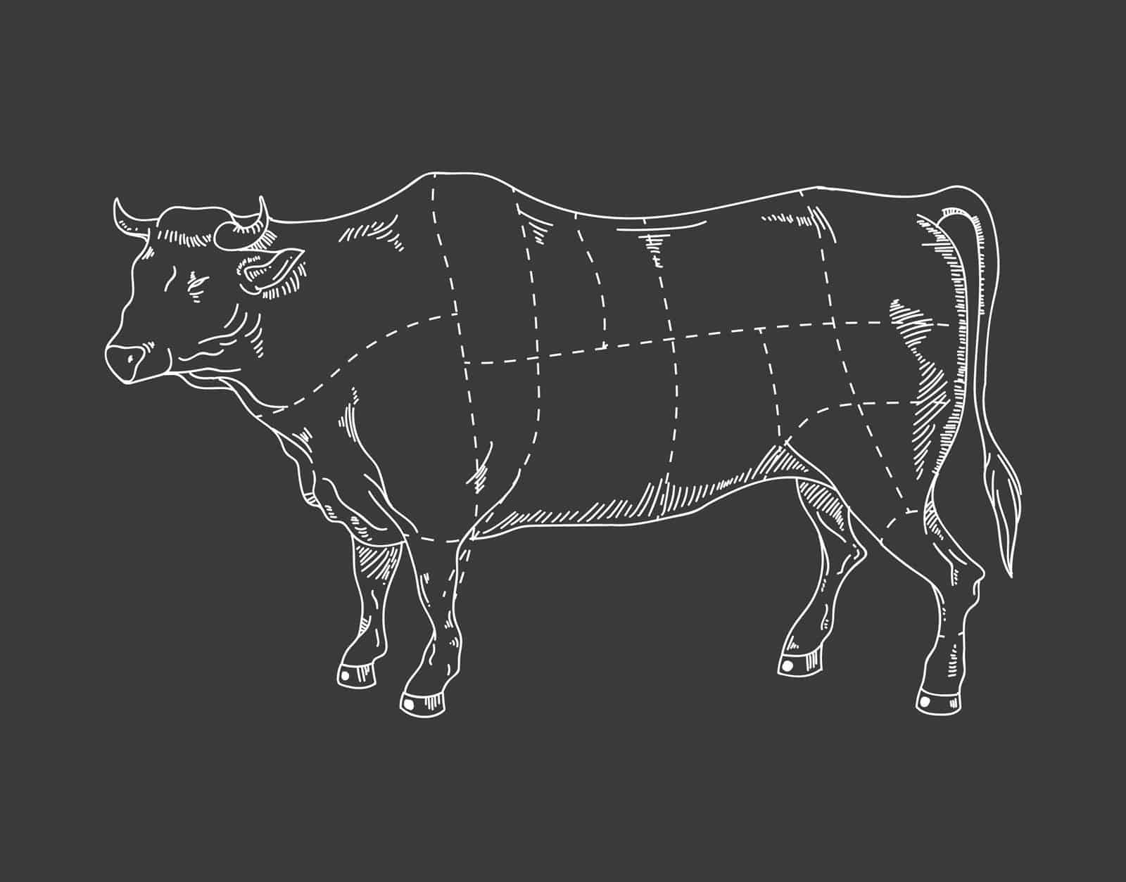 Cow parts Diagram