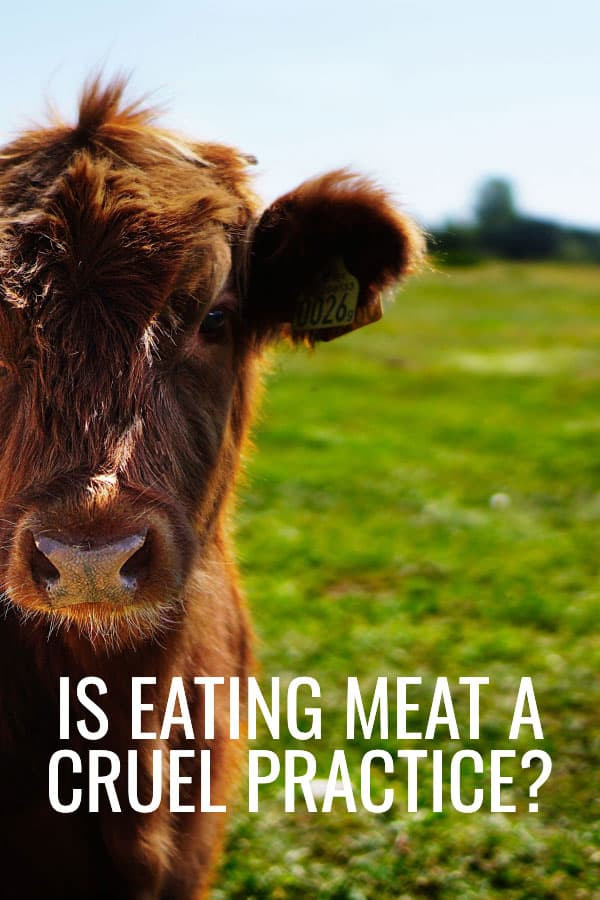 Is meat eating a cruel practise?